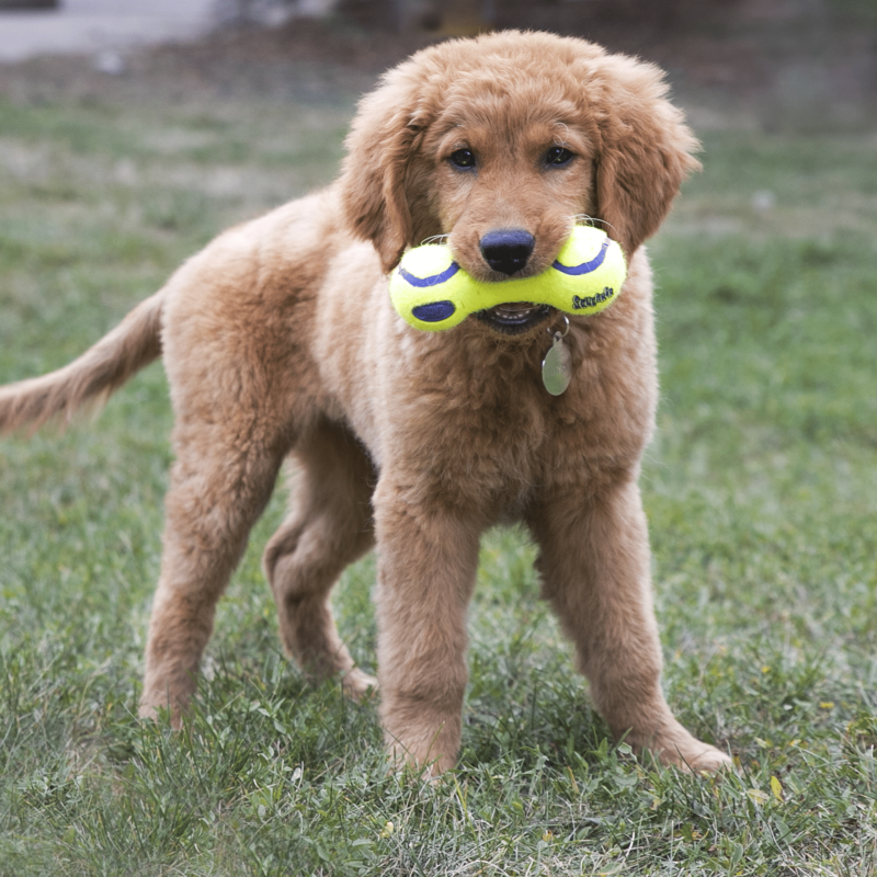 Іграшка для собак KONG AirDog Squeaker Dumbbell (гантеля з пискавкою), розмір S