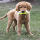 Іграшка для собак KONG AirDog Squeaker Dumbbell (гантеля з пискавкою), розмір S