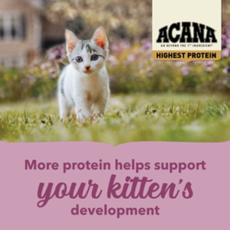 Сухий корм ACANA Highest Protein Kitten Recipe для кошенят з куркою, індичкою та оселедцем, 1,8 кг