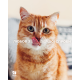 Сухий корм Hill's PRESCRIPTION DIET k/d з ActivBiome+ Kidney Defense з лососем для котів для підтримки функції нирок, 1,5 кг