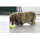 М’яч для собак KONG AirDog Squeak Football (регбі м’яч з писком)  S