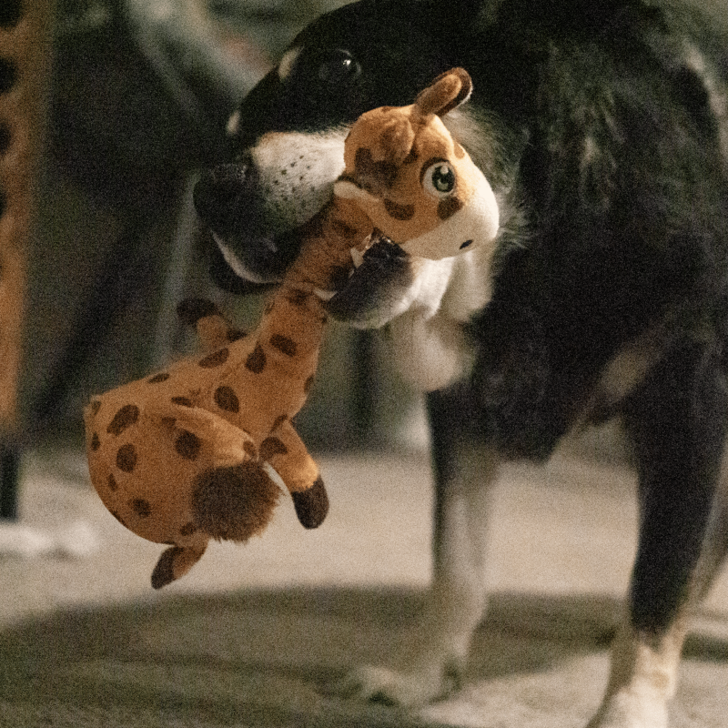 Іграшка для собак KONG Shakers Bobz Giraffe (жираф з пискавкою), розмір M