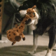 Іграшка для собак KONG Shakers Bobz Giraffe (жираф з пискавкою), розмір M