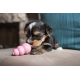 Жувальна іграшка для цуценят KONG Puppy (для наповнення ласощами), розмір, XS
